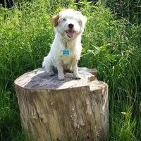 Foto 5 van een Jack Russell Terrier