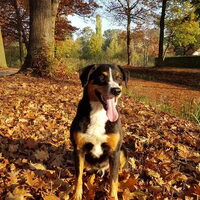 Foto 2 van een Appenzeller Sennenhond