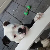 Foto 5 van een Old English Bulldog