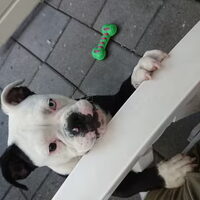 Foto 4 van een Old English Bulldog