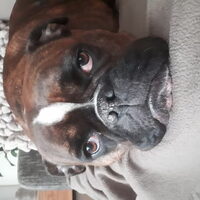 Foto 3 van een Old English Bulldog