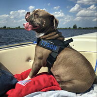 Foto 2 van een Old English Bulldog