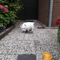 Foto 2 van een West Highland White Terrier