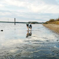 Foto 9 van een Amerikaanse Bulldog