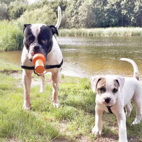 Foto 6 van een Amerikaanse Bulldog