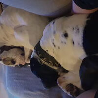 Foto 5 van een Amerikaanse Bulldog