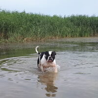 Foto 4 van een Amerikaanse Bulldog