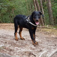 Foto 1 van een Beauceron