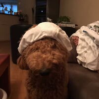 Hond Lubbes (2)