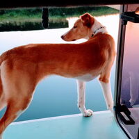 Foto 1 van een Podenco Ibicenco