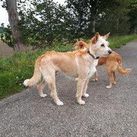 Foto 4 van een Podengo Português, middenslag, ruwhaar