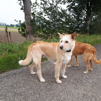Foto 3 van een Podengo Português, middenslag, ruwhaar