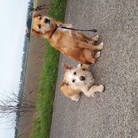 Foto 2 van een Podengo Português, middenslag, ruwhaar