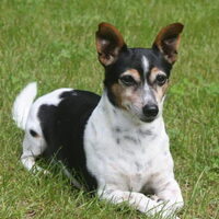 Foto 4 van een Jack Russell Terrier
