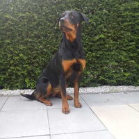 Foto 2 van een Rottweiler