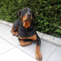 Foto 1 van een Rottweiler