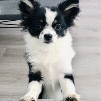 Foto 6 van een Chihuahua, langhaar