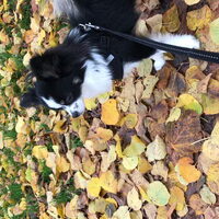 Foto 4 van een Chihuahua, langhaar
