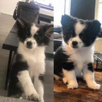 Foto 3 van een Chihuahua, langhaar