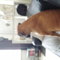 Foto 8 van een Boxer