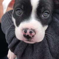 Foto 2 van een Amerikaanse Bulldog