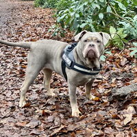 Foto 1 van een Old English Bulldog