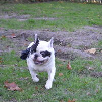 Foto 2 van een Franse Bulldog