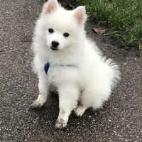 Foto 5 van een Keeshond, Middenslag