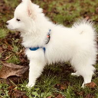 Foto 4 van een Keeshond, Middenslag