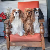 Foto 3 van een Cavalier King Charles Spaniel