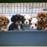 Foto 2 van een Cavalier King Charles Spaniel