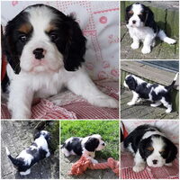 Foto 1 van een Cavalier King Charles Spaniel