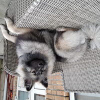 Foto 3 van een Grote Keeshond, wolfsgrijs