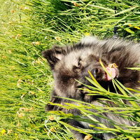 Foto 2 van een Grote Keeshond, wolfsgrijs
