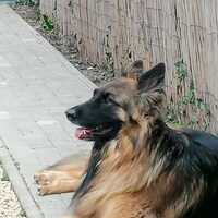Foto 1 van een Oud Duitse Herdershond