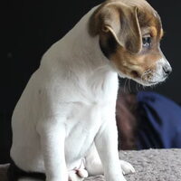 Foto 4 van een Deens Zweedse Boerderijhond