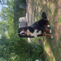 Foto 2 van een Berner Sennenhond