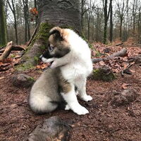 Foto 3 van een IJslandse Hond