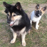 Foto 2 van een IJslandse Hond