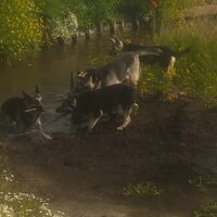 Foto 9 van een Oost Europese herder