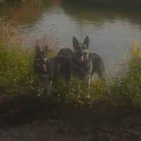 Foto 8 van een Oost Europese herder