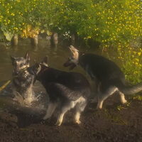 Foto 7 van een Oost Europese herder