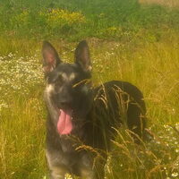 Foto 5 van een Oost Europese herder