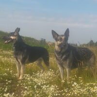 Foto 3 van een Oost Europese herder