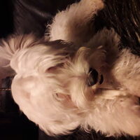 Foto 2 van een Coton de Tulear
