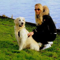 Foto 1 van een Golden Retriever