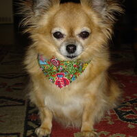 Foto 2 van een Chihuahua, langhaar