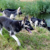Foto 2 van een Oost Europese herder