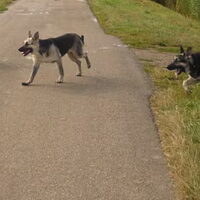 Foto 1 van een Oost Europese herder