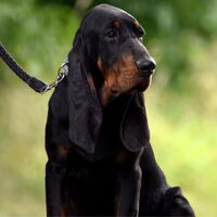 Foto 1 van een Black and Tan Coonhound